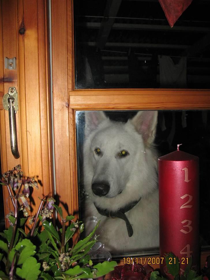 Hvid schæfer Echo Alba - ... syng med.... " der sidder en vovse i mit vindue ..." ..hahaha billede 11