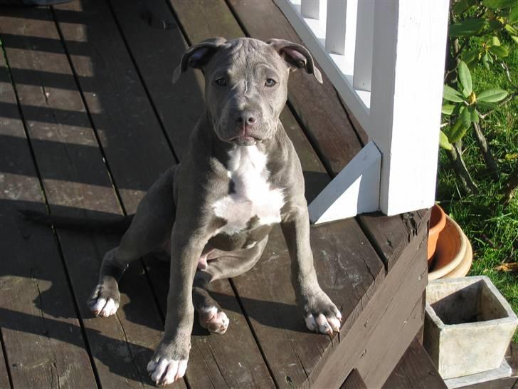 Amerikansk staffordshire terrier Costa - Er jeg bare ikke lækker.. billede 6