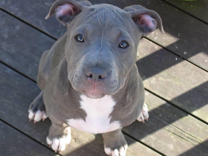 Amerikansk staffordshire terrier Costa - Så sødt jeg kigger til kameraet.. billede 7