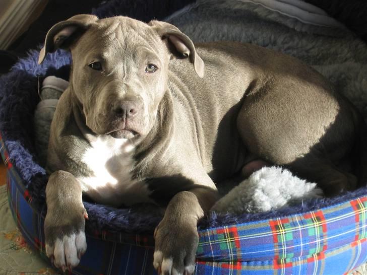Amerikansk staffordshire terrier Costa - Halli halløj.. billede 8