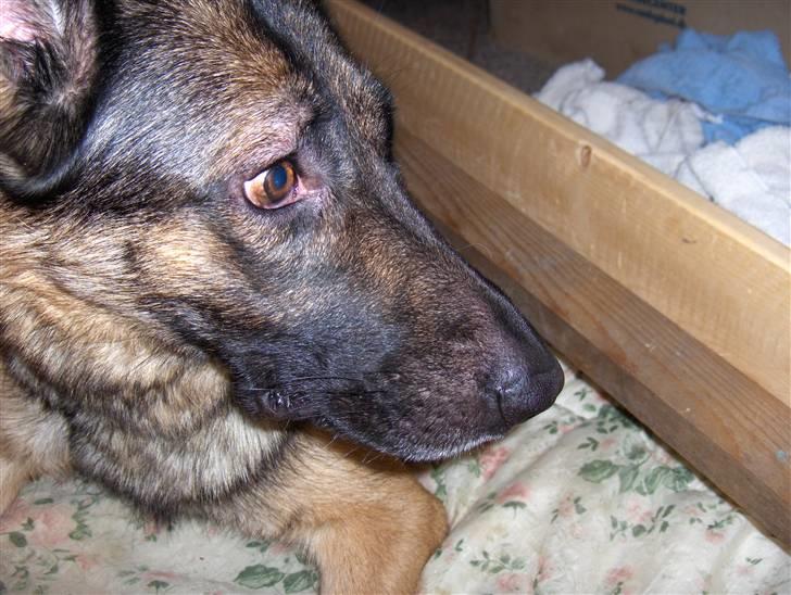 Schæferhund Møffe - Hævelse i ansigtet, årsagen: ukendt billede 2