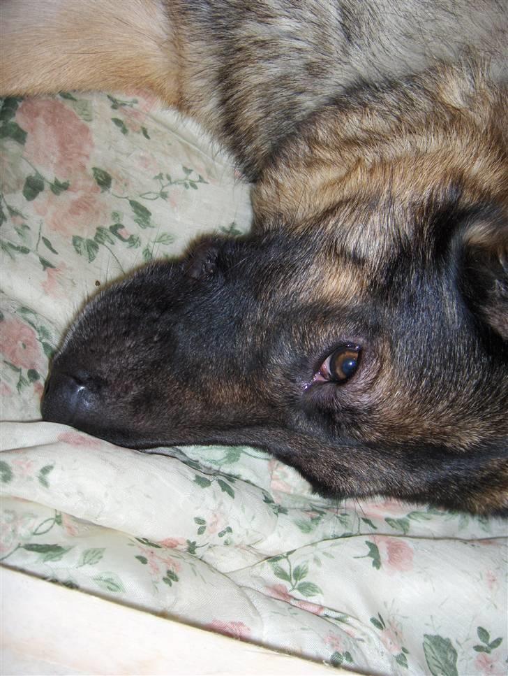 Schæferhund Møffe - Hævelse i ansigtet, årsagen: ukendt billede 3