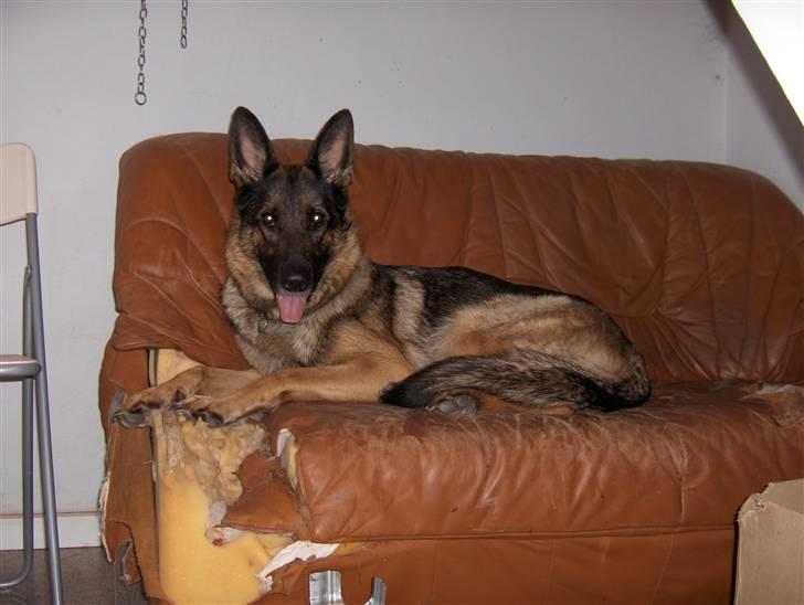 Schæferhund Møffe - Slapper lige lidt af, det er hårdt at have 2 små sorte hvalpe hængende ved taphanerne billede 4