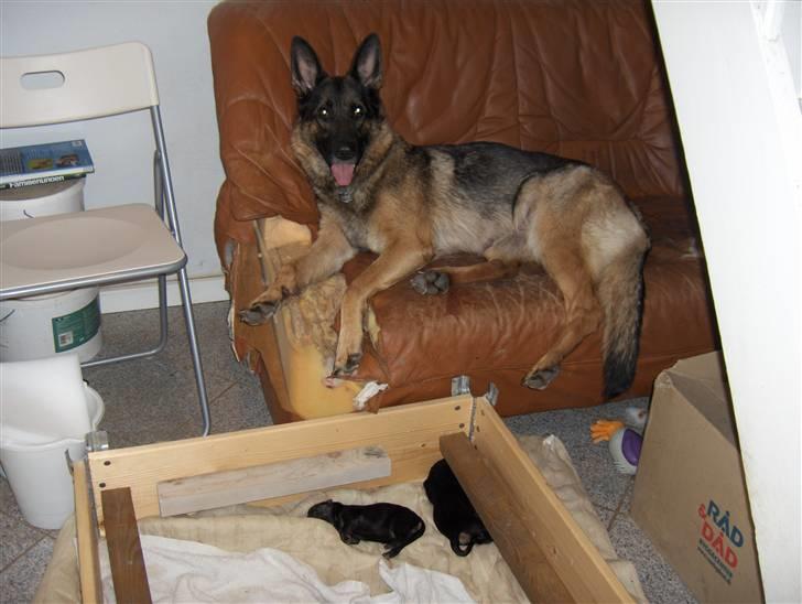 Schæferhund Møffe - Møffe ligger lige og slapper af fra mor-rollen. Det er nu rart at have sin egen lædersofa.  billede 5