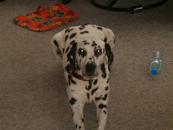 Dalmatiner gabi r.i.p. - det er da godt nok spændene at kigge ind i kameraet billede 3