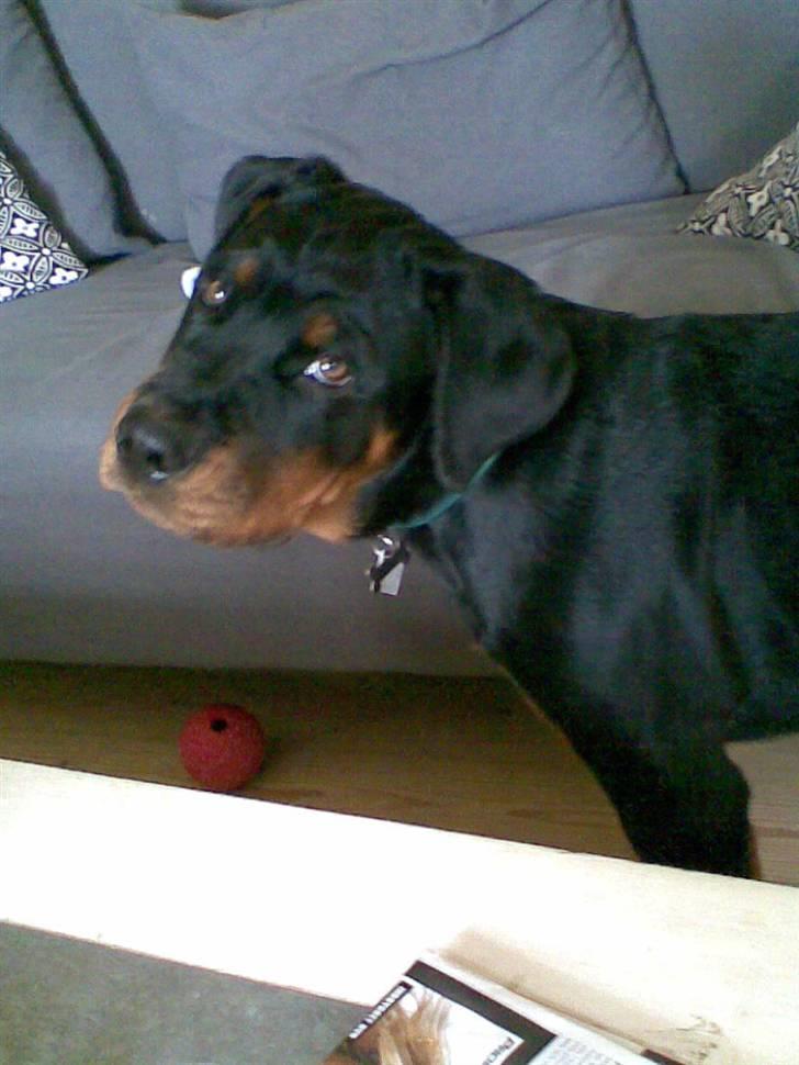 Rottweiler Victor - Sagde du noget?? billede 7