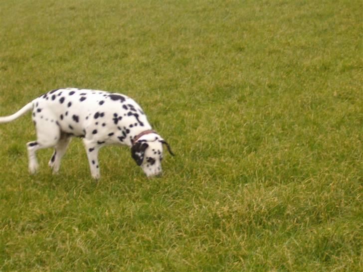 Dalmatiner gabi r.i.p. - jeg tror jeg har fundet noget spændende billede 4