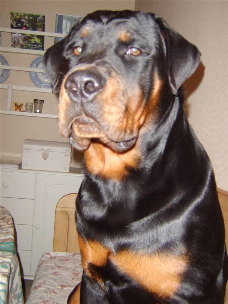 Rottweiler Victor - Ligner jeg måske en der er ligeglad??? ;-) billede 8