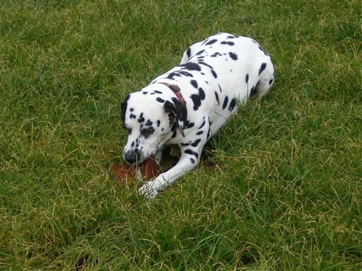 Dalmatiner gabi r.i.p. - blade smager godt billede 5