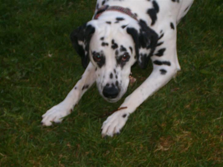 Dalmatiner gabi r.i.p. billede 6