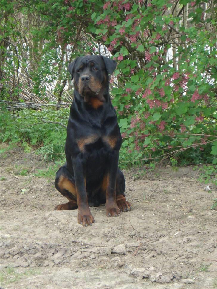 Rottweiler Victor billede 9