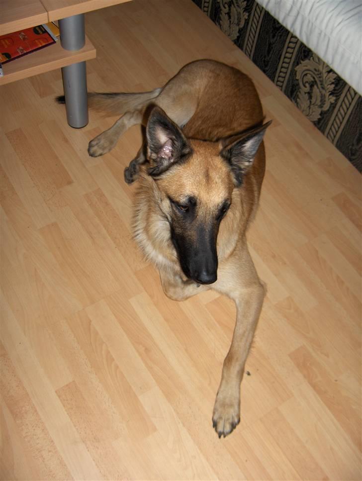 Malinois Luca billede 1