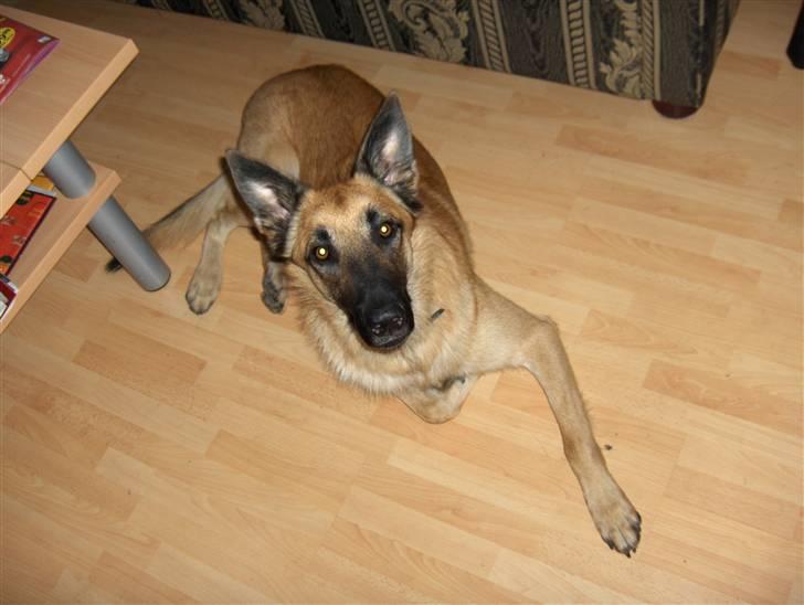 Malinois Luca billede 2