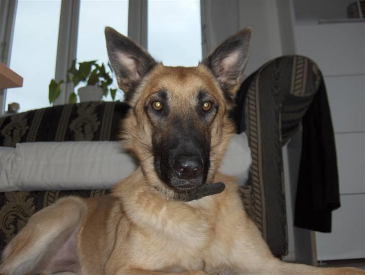 Malinois Luca - UH!, mad? billede 3
