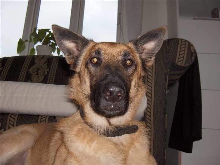 Malinois Luca - Ikke helt tryg ved fotografen =)  billede 4