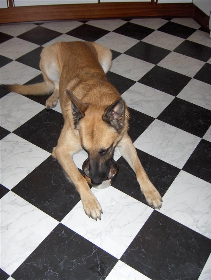 Malinois Luca - Hvis der er en skål der skal slikkes ren, så er Luca "manden" der klarer den.  billede 5