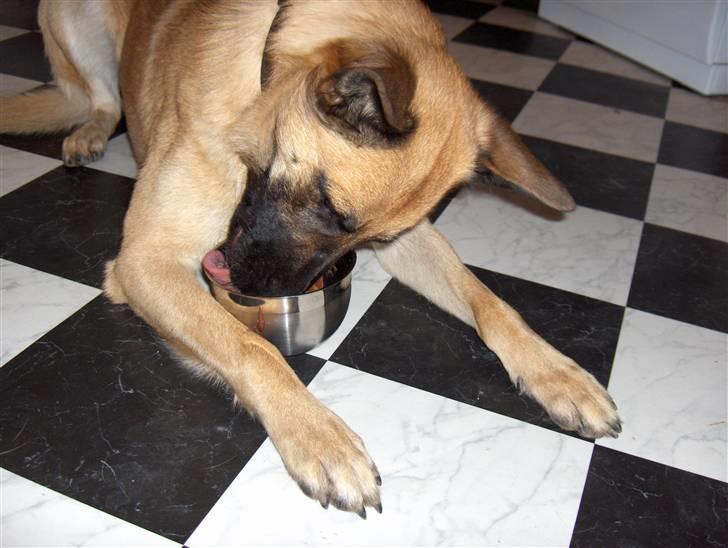 Malinois Luca - Hvis der er en skål der skal slikkes ren, så er Luca "manden" der klarer den.  billede 6