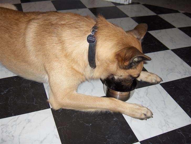 Malinois Luca - Hvis der er en skål der skal slikkes ren, så er Luca "manden" der klarer den.  billede 7