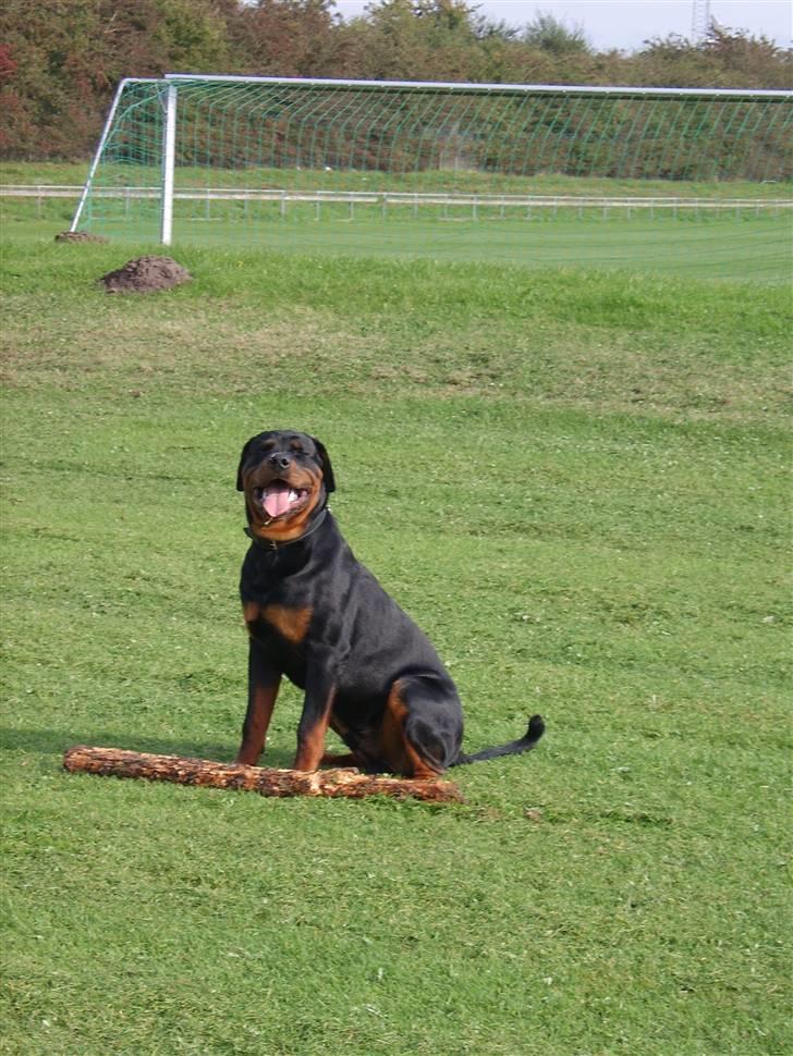 Rottweiler Victor - SMIL :-)) billede 10