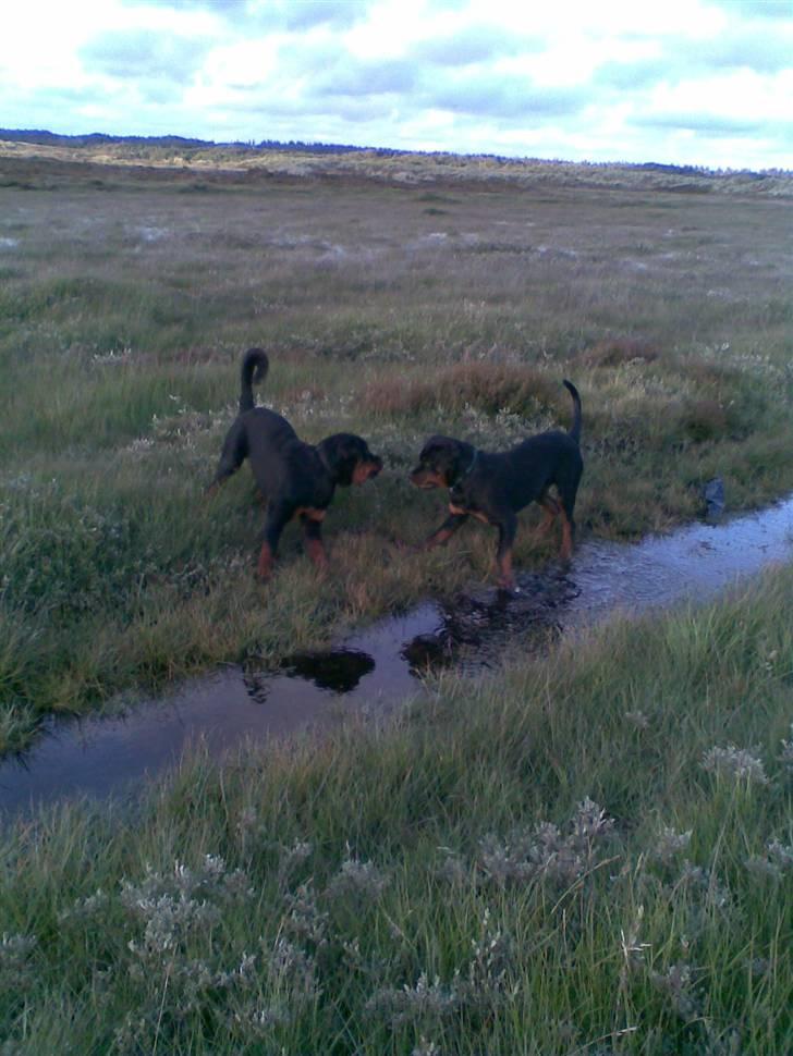 Rottweiler Victor - Victor og brormand Falko. billede 11