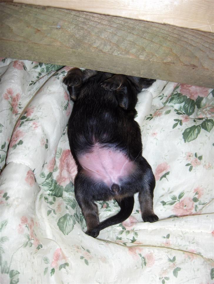 Schæferhund Møffe - En af de små "fede" dovne hvalpe. Det ses tydeligt at de er unger af Møffe og Luca.. Dovne små svin =)  billede 6