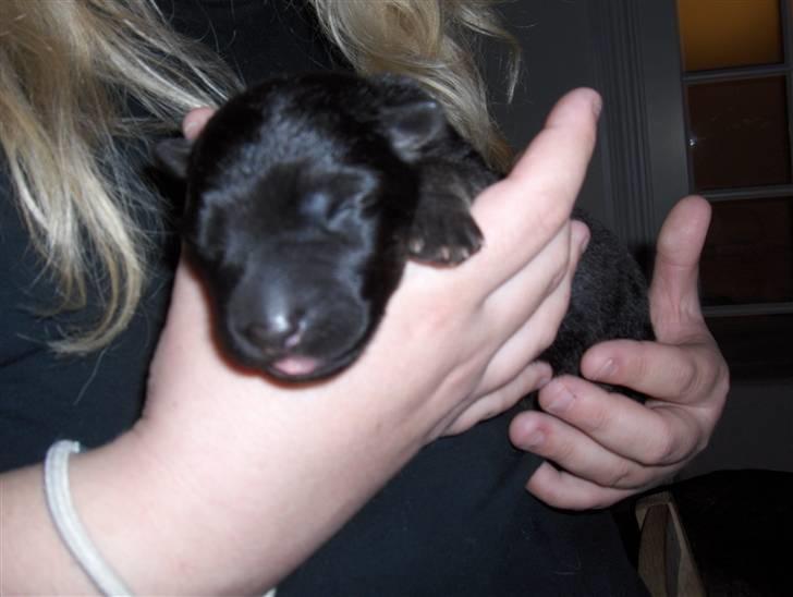 Schæferhund Møffe - Lille hvalp, træt.  billede 7