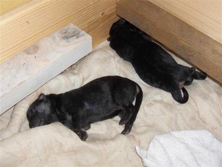 Schæferhund Møffe - Det er hårdt at dige hele tiden.. Så man slapper lidt af. Luca er den stolte far til begge de små muldvarper =) billede 8