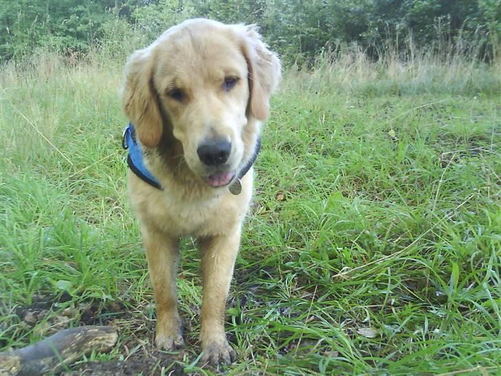 Golden retriever Ally - skovtrold billede 1