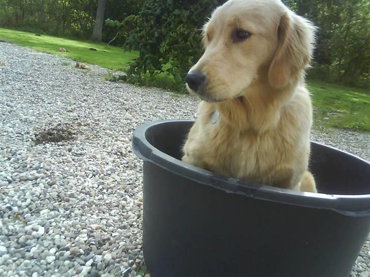 Golden retriever Ally - karbad baby billede 2