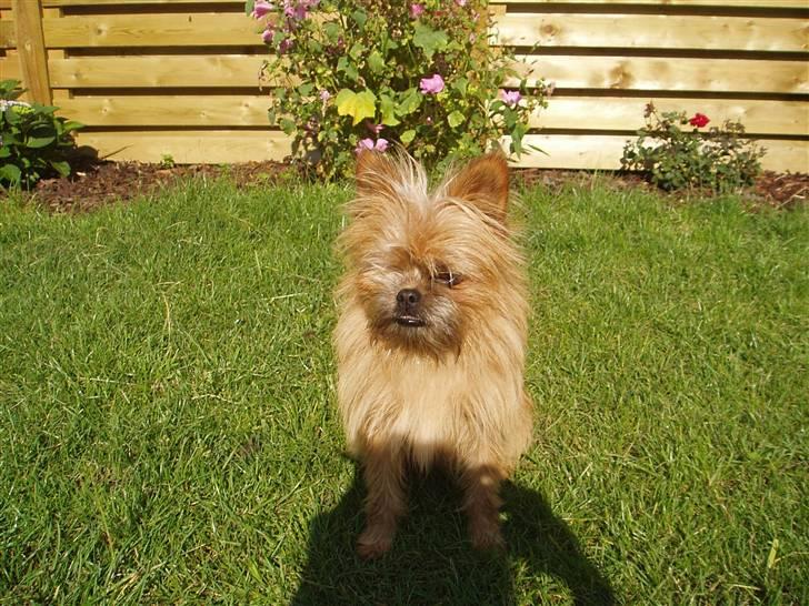 Blanding af racer Rocky billede 2