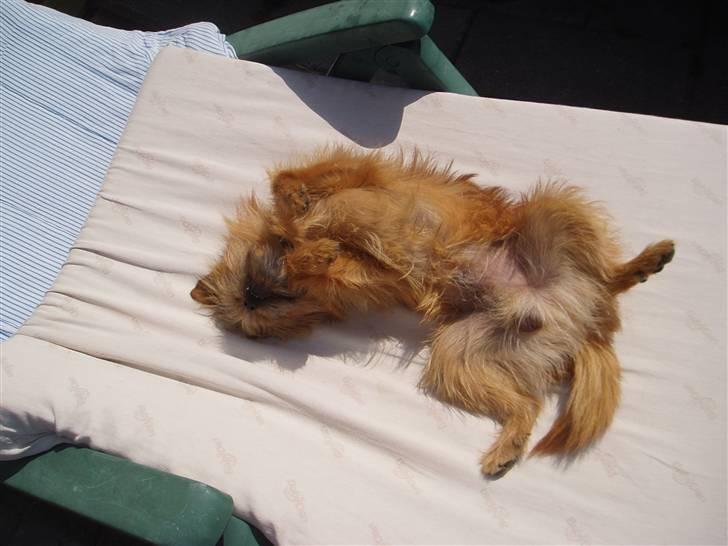 Blanding af racer Rocky billede 3