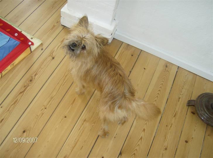 Blanding af racer Rocky billede 4