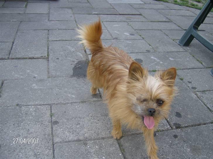 Blanding af racer Rocky billede 5