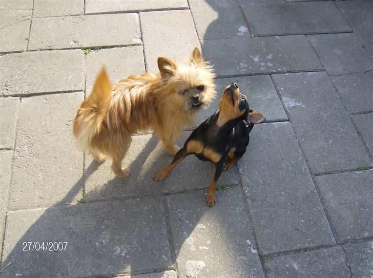 Blanding af racer Rocky billede 6