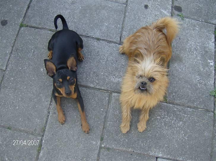 Blanding af racer Rocky billede 7