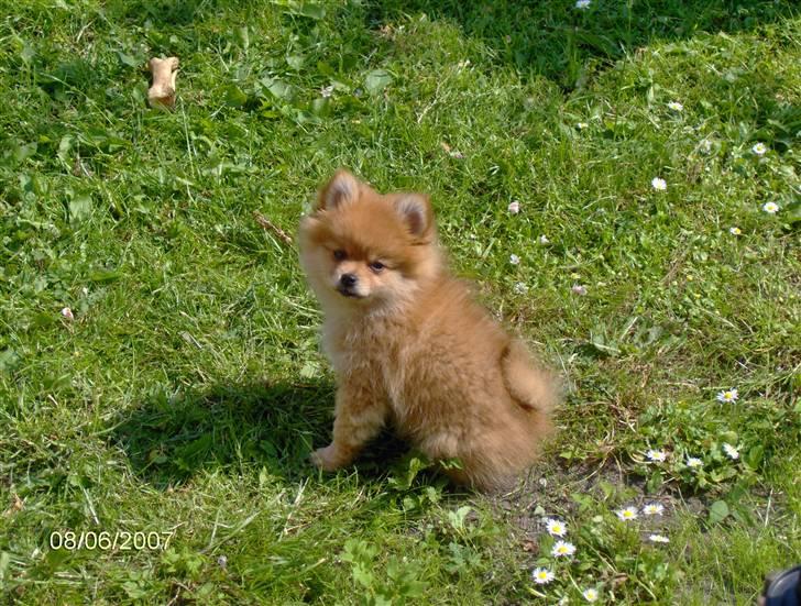 Pomeranian Nala billede 7