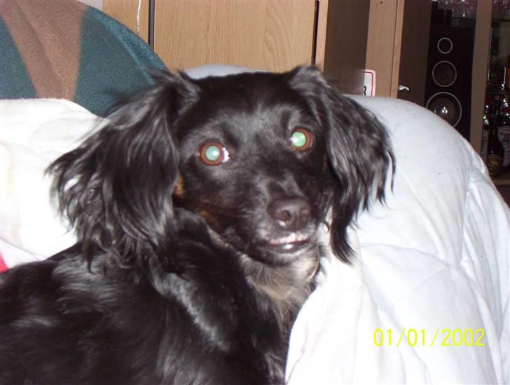 Blanding af racer Ida - Hej her er jeg så : ) (Datoen på billederne passer ikke  :)) billede 1