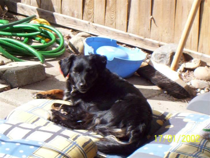 Blanding af racer Ida - Intet er bedre end en varm sommerdag. billede 2