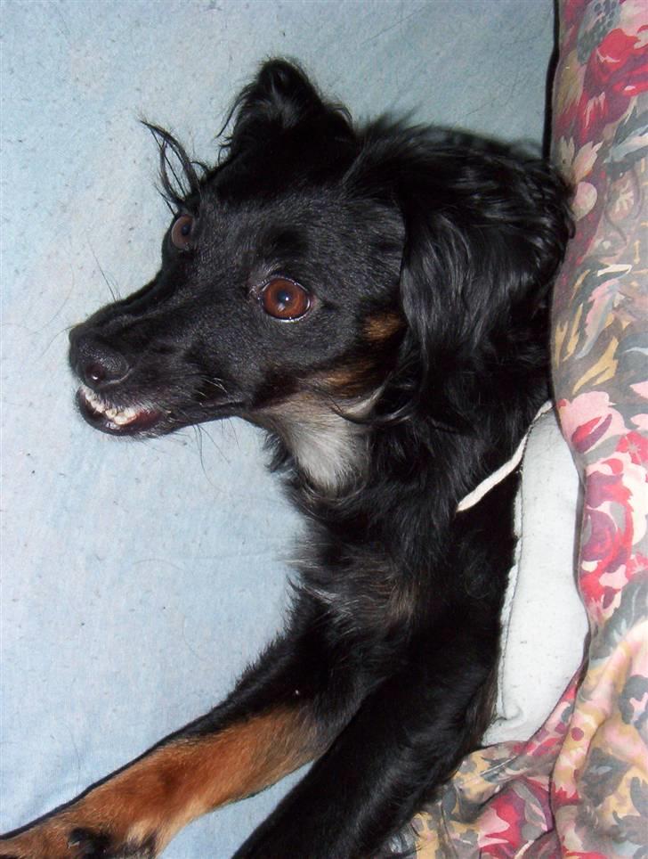 Blanding af racer Ida - Kan i ikke være lidt stille så jeg kan få min søvn. billede 3