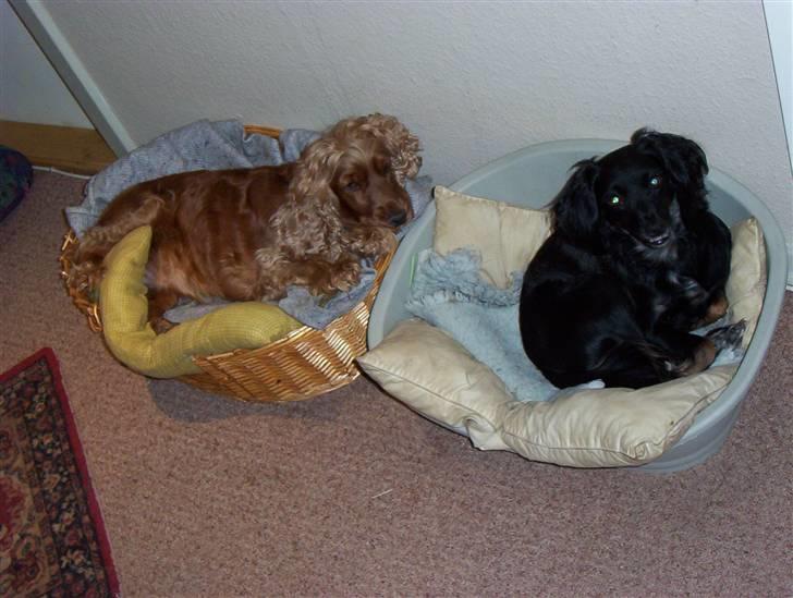 Blanding af racer Ida - Her ligger jeg så sammen med den anden hund der også bor her. billede 4