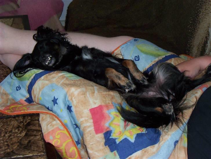 Blanding af racer Ida - Alt den motion er nu trættende så jeg tager lige en lur. billede 7