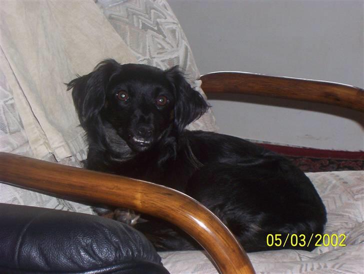 Blanding af racer Ida - Er jeg ikke bare sød billede 9