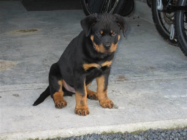 Rottweiler Jack (Heitah´s Quido) billede 17