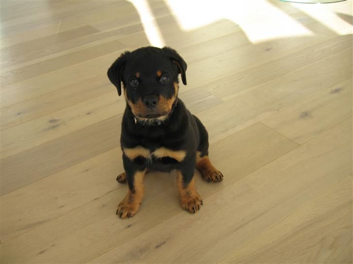 Rottweiler Jack (Heitah´s Quido) - 11 uger billede 18