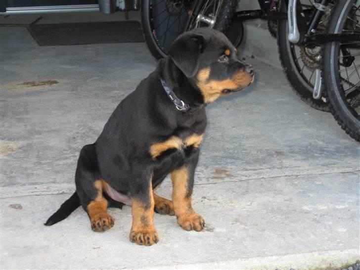 Rottweiler Jack (Heitah´s Quido) - 11 uger billede 19