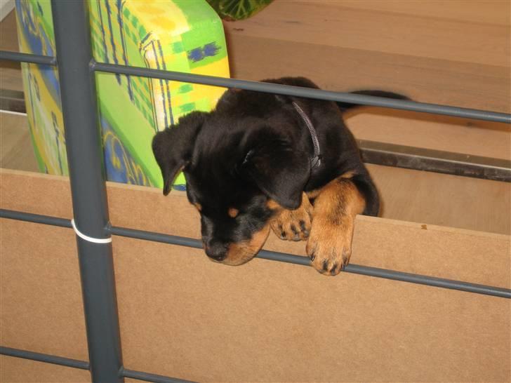 Rottweiler Jack (Heitah´s Quido) - 10 uger gammel billede 20
