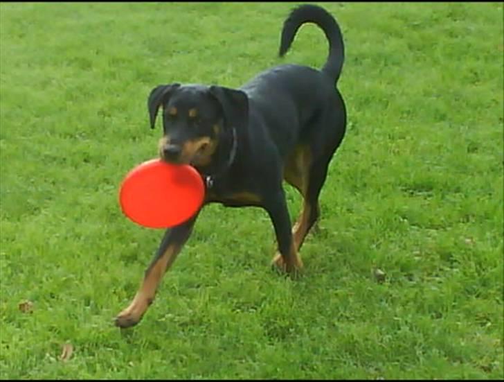 Blanding af racer Kira billede 13