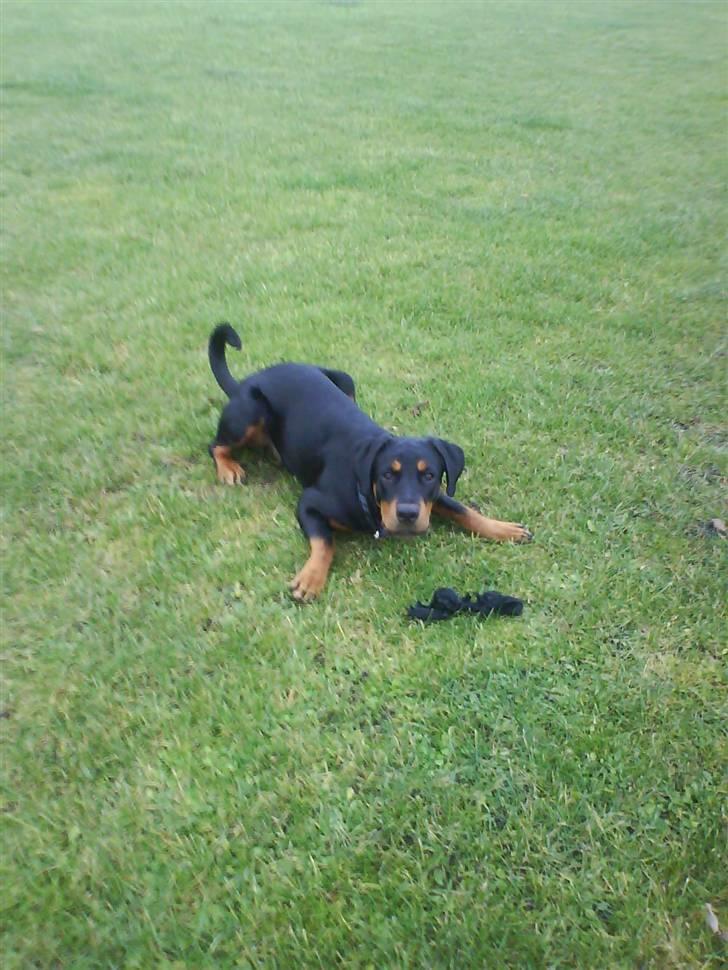 Blanding af racer Kira billede 14