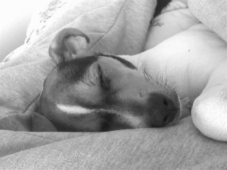 Dansk svensk gaardhund "-Mannfred-" billede 1