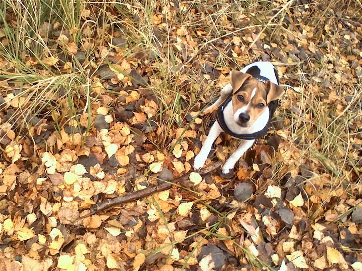 Dansk svensk gaardhund "-Mannfred-" billede 2